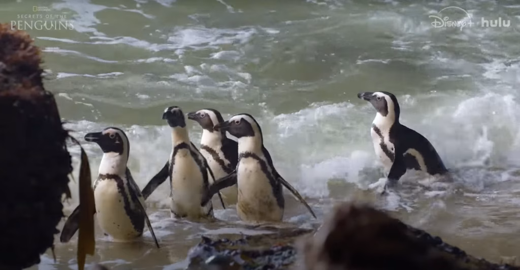 Secrets of the African Penguins